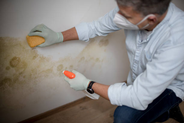 Best Localized Mold Remediation (e.g., coastal areas, humid climates) in Doney Park, AZ