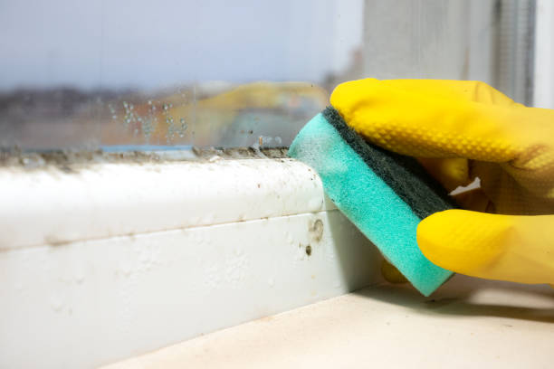 Best Attic Mold Remediation in Doney Park, AZ
