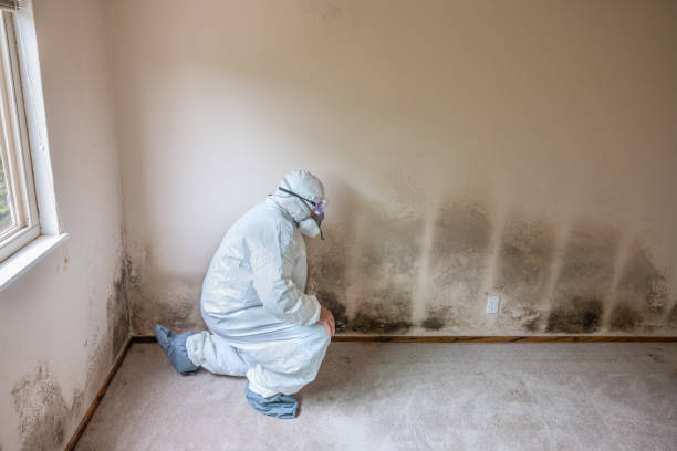 Best Commercial Mold Remediation in Doney Park, AZ