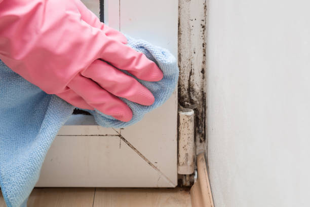 Best Insurance-Related Mold Remediation in Doney Park, AZ